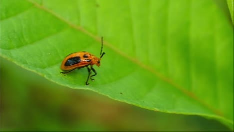 macro ladybug es un pequeño insecto con hermosos colores