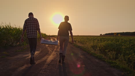 farmers harvesting at sunset