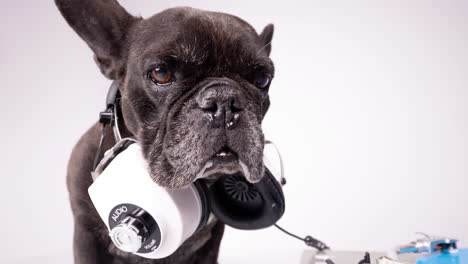 dj bulldog francés con auriculares y tocadiscos