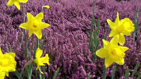 yellow daffodils with purple ground cover, spring time, slight wind blowing