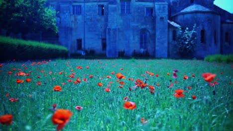 panning over a poppy field to the historic house where vincent van goth lived in france near sonen