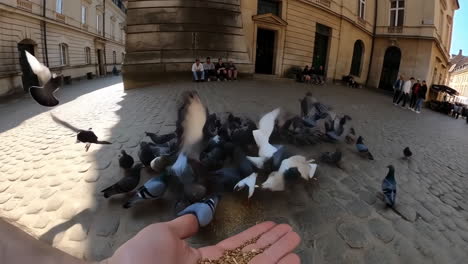 feeding pigeons in an urban square