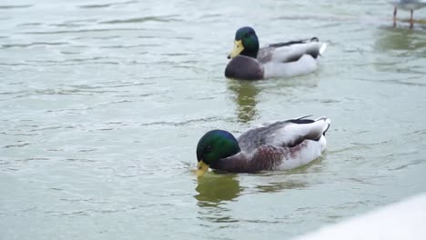 male mallard ducks swimming on stream in paris, france