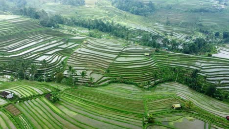 Imágenes-Aéreas-De-Drones-De-4k:-Terrazas-De-Arroz-Verdes-De-Jatiluwih-Unesco,-Ubud,-Bali