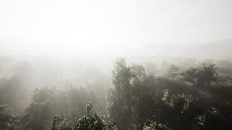 morning-fog-in-dense-tropical-rainforest