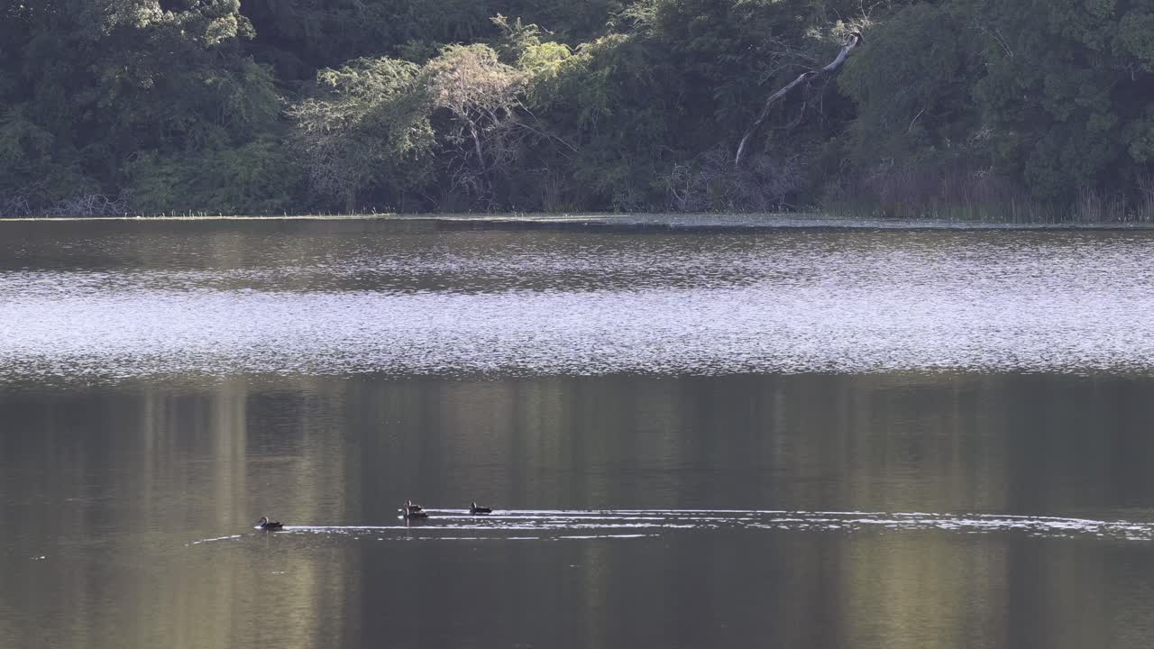 오리 는 조용 한 호수 를 가로질러 부드럽게 미끄러진다