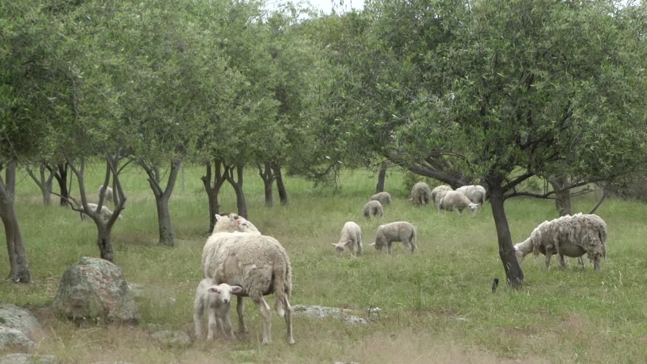 en granja abierta natural vida silvestre cordero lechal en tet en madre oveja