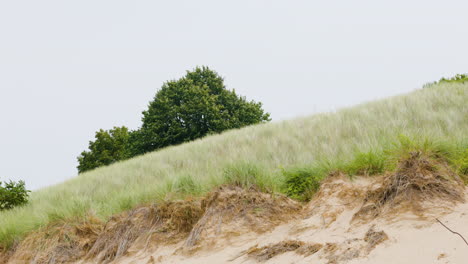 wind blowing across dune grass on a beach near lake michigan