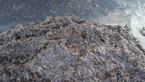 Piles-and-piles-of-seaweed-wash-ashore-on-the-beaches-of-Cyprus-each-year,-waves-push-the-seaweed-up-on-land