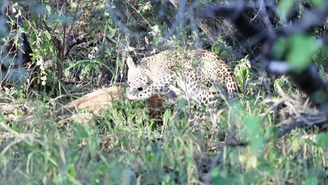 african leopard feeds on recently killed antelope carcass, bright sun