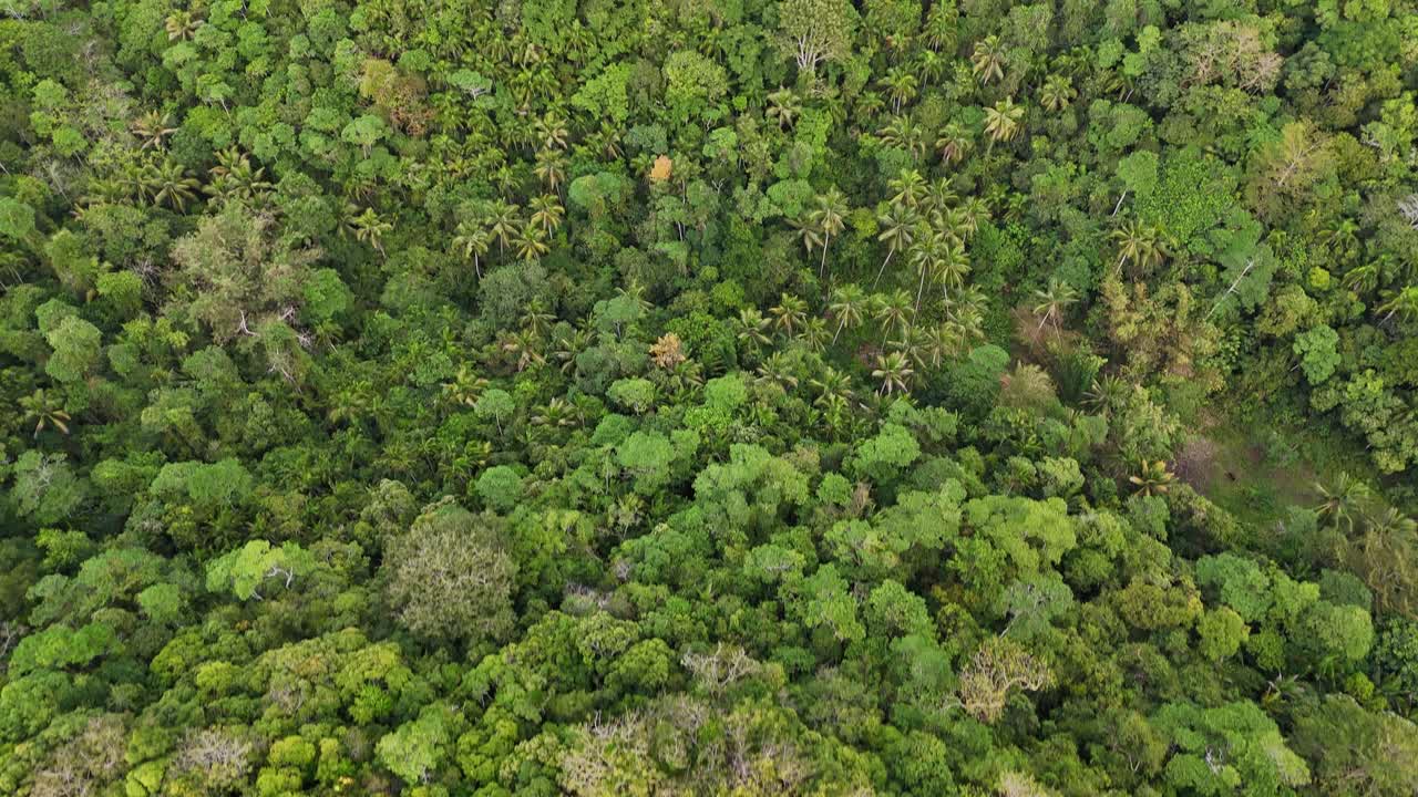 imágenes de drones de arriba hacia abajo de la selva de siquijor en las filipinas