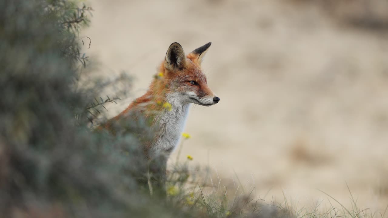zorro rojo de perfil