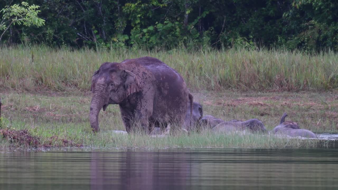 elefante indio, elephas maximus indicus, parque nacional khao yai, imágenes de 4k