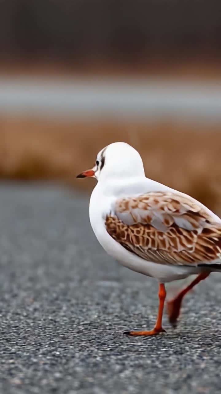Una scena che ritrae un gabbiano in avvicinamento in volo, evidenziando il passaggio da terra all'aria con una mano umana che si prepara all'interazione