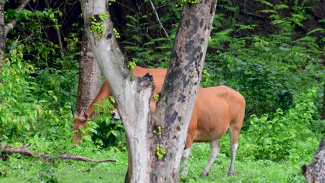 el banteng o tembadau, es un ganado salvaje que se encuentra en el sudeste asiático y se extinguió en algunos países