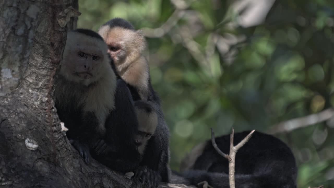 A group of three White-faced Capuchin monkeys (Cebus capucinus) is huddled together on a branch high in the canopy of the rainforest