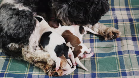 dog after giving birth with newborn puppy 02