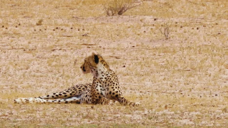 alert southeast african cheetah laying in an open plain in botswana, searching for prey