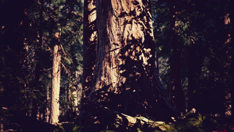 Riesenmammutbäume-Im-Sequoia-Nationalpark-In-Kalifornien,-USA