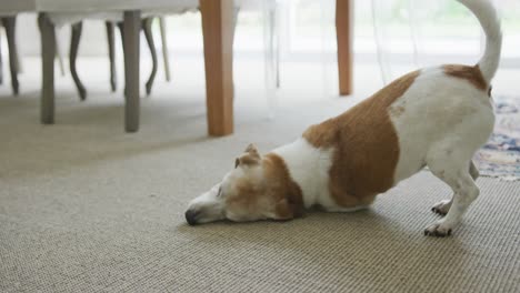 Close-up-of-happy-pet-dog-playing-on-carpet-in-living-room