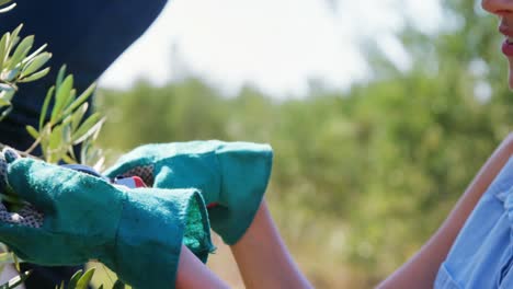 farmer cutting olives from pruning shears in farm 4k