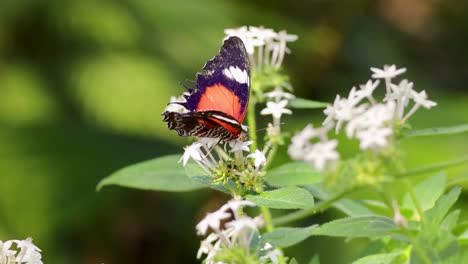a vibrant butterfly flutters among white flowers in a lush, sunlit garden, showcasing nature's beauty and pollination process