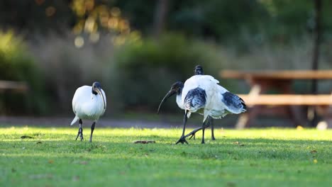 tres aves ibis se alimentan e interactúan en la hierba