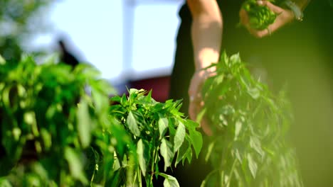 Mujer-Recoge-Pimientos-De-Las-Plantas