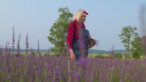 Mujer-Mayor-Abuela-Agricultora-Recogiendo-Flores-De-Lavanda-En-El-Jardín-De-Hierbas-De-Verano,-Negocio-Ecológico-Agrícola