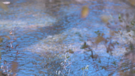 leaves and creek water in background