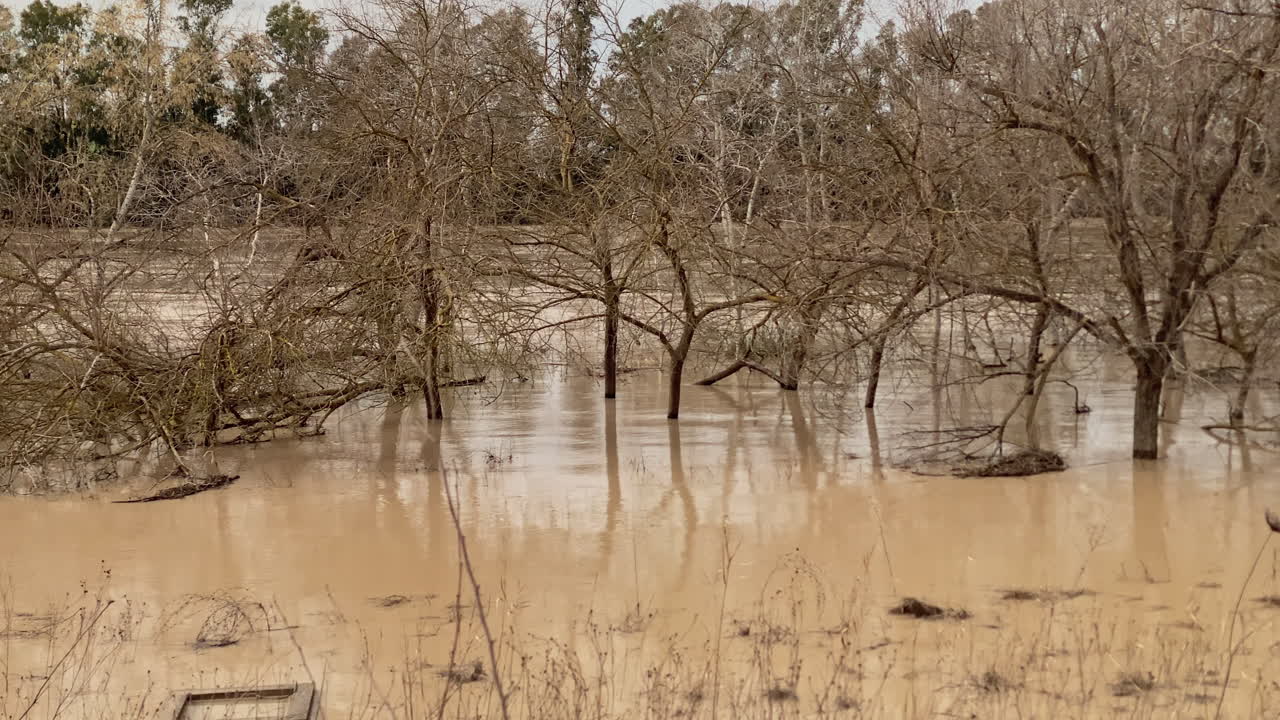 Acque fangose del fiume che sommergono alberi e paesaggio, indicando un disastro naturale e mostrando la potenza delle inondazioni.