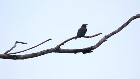 Fast-Unbewegt-In-Einer-Silhouette-Kurz-Vor-Einbruch-Der-Dunkelheit-Sitzend,-Indochinesischer-Roller-Coracias-Affinis,-Kaeng-Krachan-Nationalpark,-Thailand