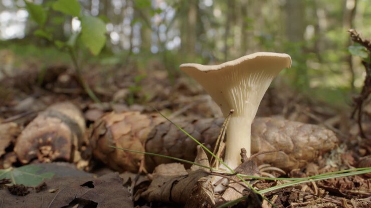 ZOOM IN, a common funnel mushroom growing in a forest in Sweden