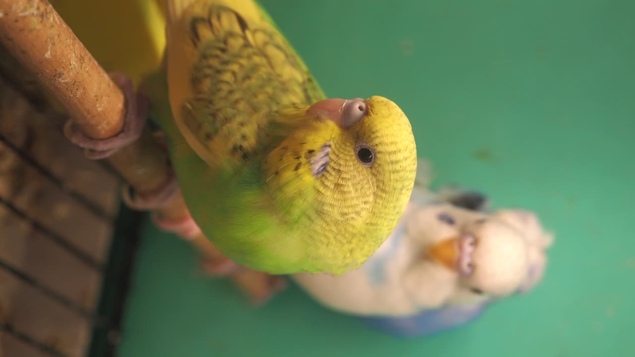 Sleeping budgerigar