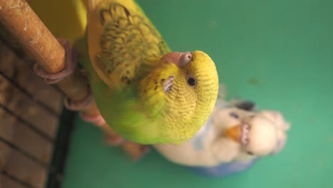 sleeping budgerigar