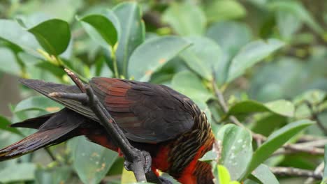 loud and noisy dusky lory, pseudeos fuscata perched on treetop, bobbing its head, and flapping its wings, seeking attention, close up shot of the bird species