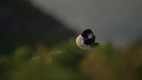 puffin with out of focus background, atlantic puffin with shallow depth of field on skomer island in wales, uk birds and birdlife low angle shot