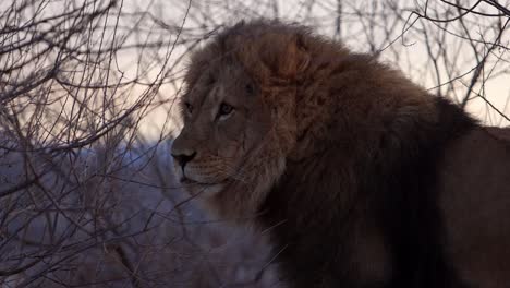 lion in the bush licking lips between bites of prey at sunrise