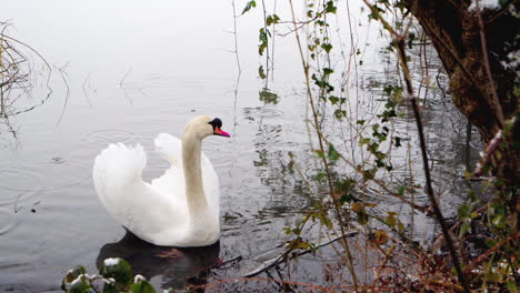 Toma-En-Cámara-Lenta-De-Un-Cisne-En-El-Lago-En-Un-Día-Lluvioso-De-Invierno