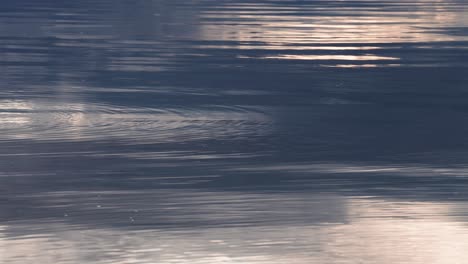 ripples on the water's surface