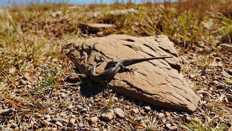 lizard on rock in sunny grassy area