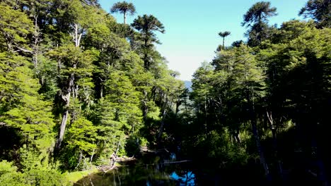 Dolly-Aéreo-En-El-Lago-Entre-La-Densa-Araucaria-Autóctona-Y-El-Bosque-De-Coihue,-Parque-Nacional-Huerquehue,-Chile