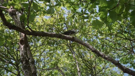 a bird walks on a branch near the coastline in costa rica