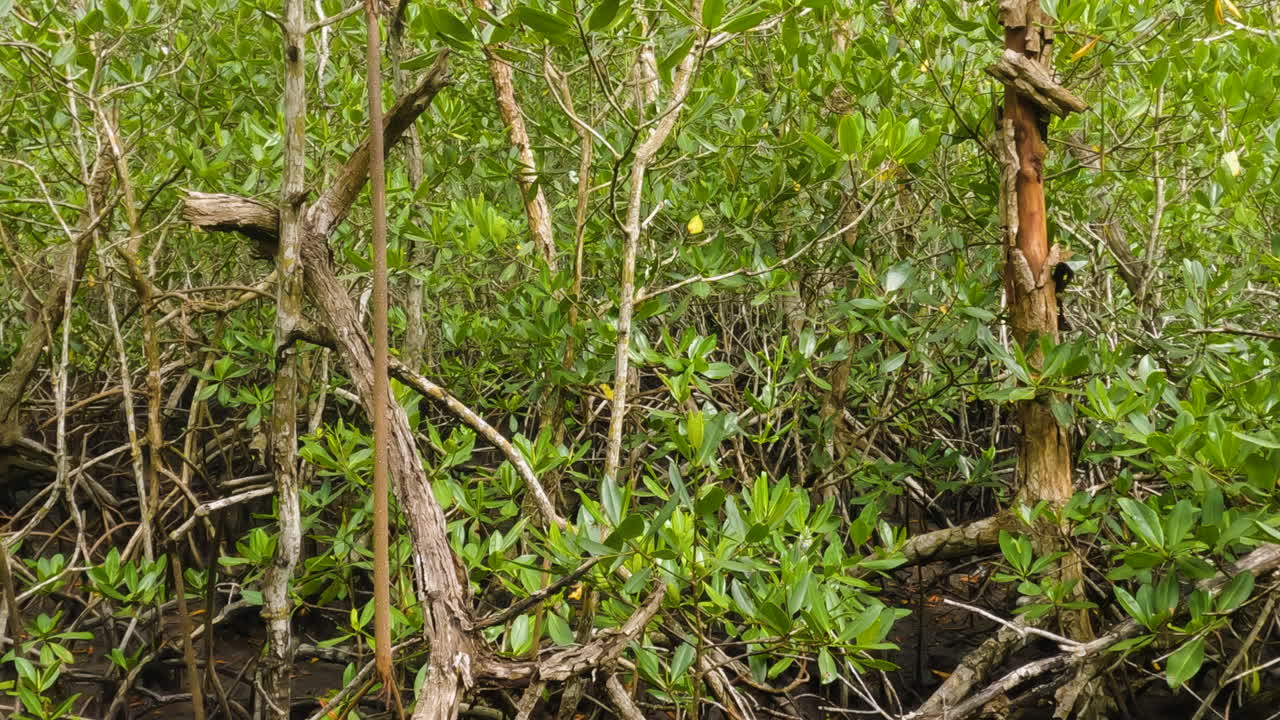 toma de acercamiento lenta del frondoso follaje de mangle gris mientras un pequeño gorrión vuela a través de las ramas