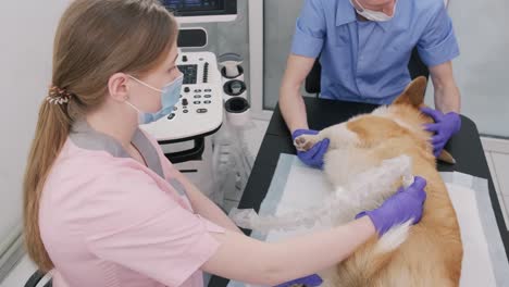 veterinarian team examines the corgi dog using ultrasound