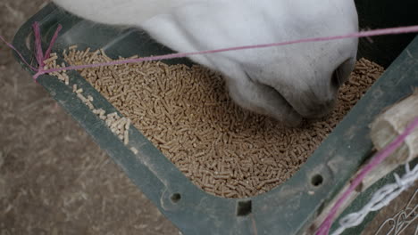 Horse-eating-feed-from-feeding-container-on-farm