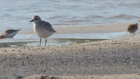 common grey plover birds enjoy searching food near the sea during a sunny day - close up shot