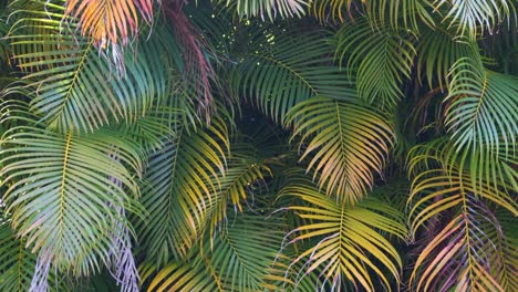 beautiful green palm tree foliage in tropical forest. summer rainforest background