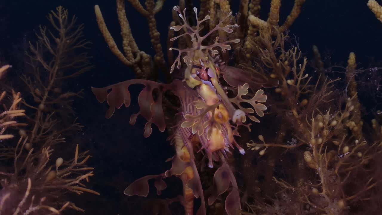 알을 가진 잎이 많은 바다 용 4k 슬로우 모션 사우스 오스트레일리아