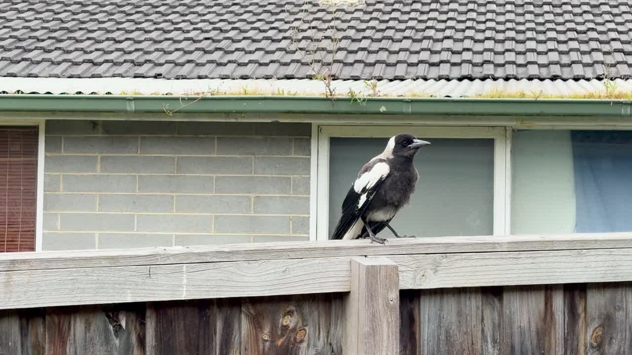 Australian magpie launches from fence, suburban background, natural daylight, static camera, close-up view